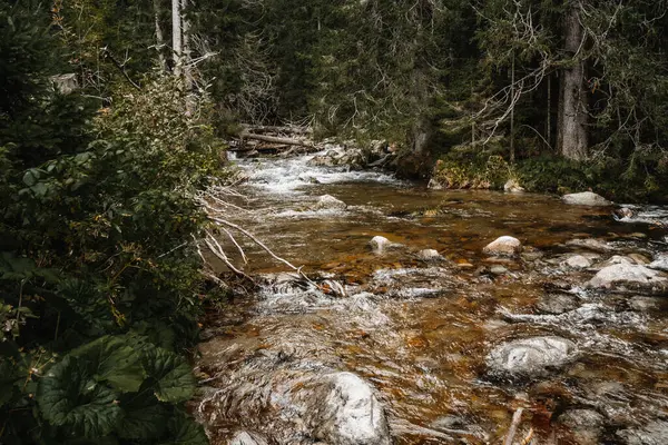 Ormandaki dağ deresi, kayalar ve huzurlu doğa manzarası.