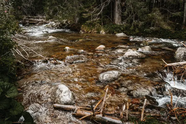 Ormandaki dağ deresi, kayalar ve huzurlu doğa manzarası.
