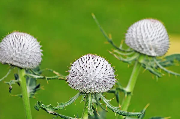 Thistle Flowers Cirsium Vulgare Green Background Royalty Free Stock Images