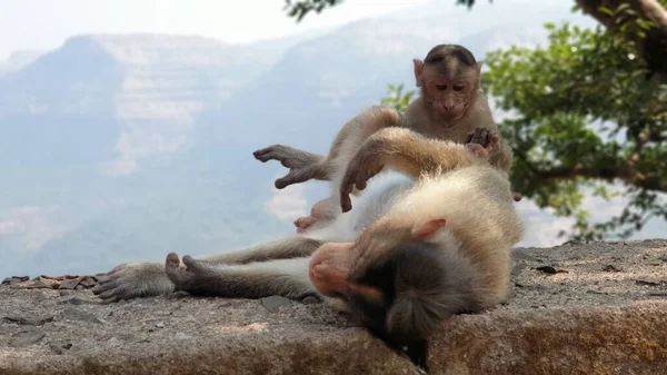 Scimmia Pigra Godendo Altra Scimmia Rimuovere Zecche Pulci — Foto Stock