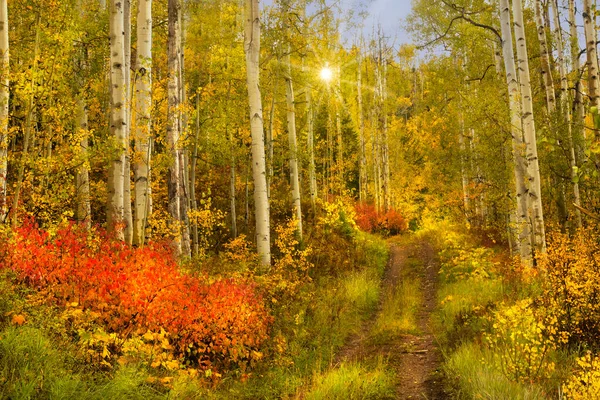 Прогулка Осенней Аспенской Роще Недалеко Снежной Массы Колорадо Шикарный День Лицензионные Стоковые Изображения