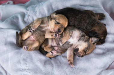 Şirin yavru köpek uykusu, hayvan konsepti.
