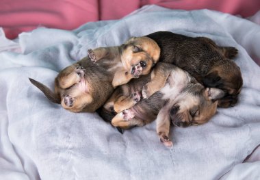 Köpekler uyuyor, hayvanlar konsepti.