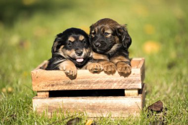 Çimlerin üzerinde tahta bir sandıkta iki köpek.