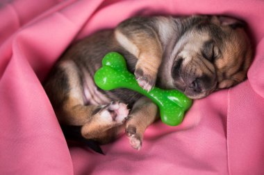 Köpek pembe bir battaniyenin üzerinde lastik bir kemikle uyur.