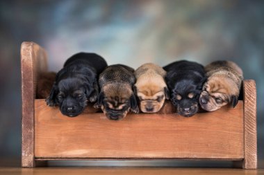 Köpekler küçük tahta bir yatakta uyurlar.