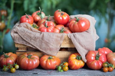 Domates sebze bahçesi, organik ürünler.