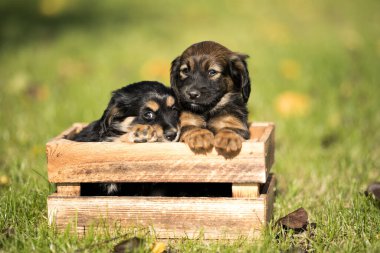 Çimlerin üzerinde tahta bir sandıkta iki küçük sevimli köpek.