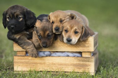 Çimlerin üzerinde tahta bir sandıkta bir grup şirin köpek yavrusu.