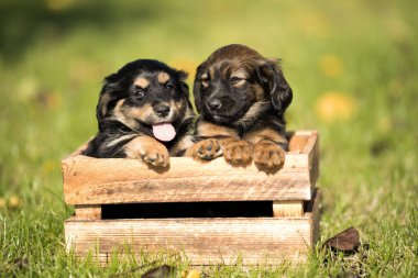 Çimlerin üzerinde tahta bir sandıkta iki küçük sevimli köpek.