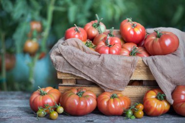 Sebze, domates, bahçede masanın üstünde. 