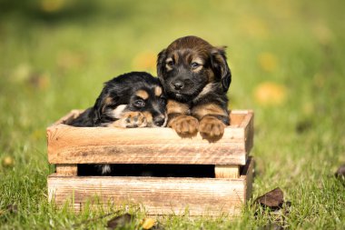 Çimlerin üzerinde tahta bir sandıkta iki köpek.