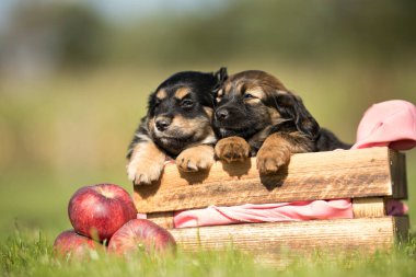 Çimlerin üzerinde tahta bir sandıkta iki köpek.