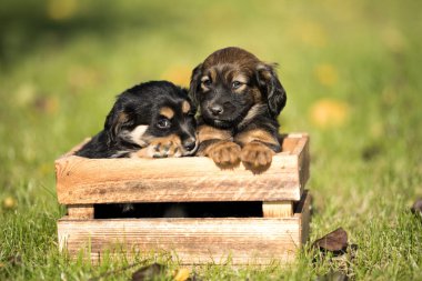 Çimlerin üzerinde tahta bir sandıkta iki köpek.