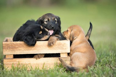 Çimlerin üzerinde tahta bir sandıkta iki köpek.