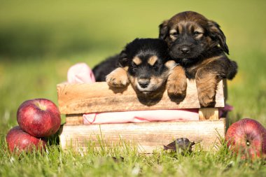 Çimlerin üzerinde tahta bir sandıkta iki küçük sevimli köpek.