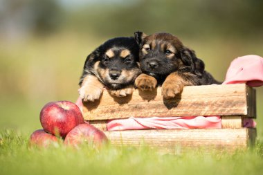 Çimlerin üzerinde tahta bir sandıkta iki küçük sevimli köpek.
