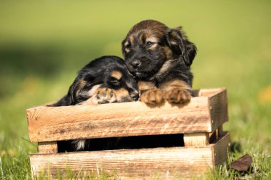 Çimlerin üzerinde tahta bir sandıkta iki küçük sevimli köpek.