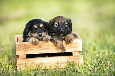 Çimlerin üzerinde tahta bir sandıkta iki küçük sevimli köpek.