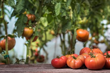 Картина, постер, плакат, фотообои "красные помидоры в теплице, органические продукты питания", артикул 645146264