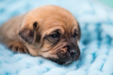Küçük köpek battaniyenin üstünde uyuyor.