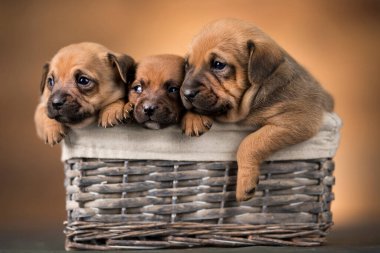 Hasır sepetteki köpekler.