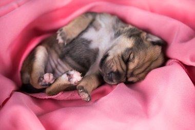 Güzel küçük bir köpek pembe bir battaniyenin üzerinde uyuyor.