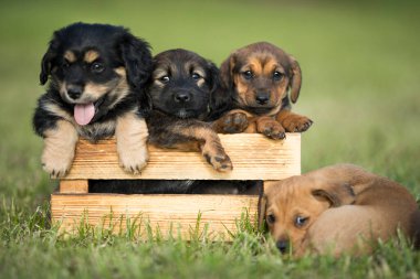 Çimlerin üzerinde tahta bir sandıkta bir grup şirin köpek yavrusu.