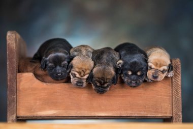 Köpekler tahta bir yatakta uyurlar.