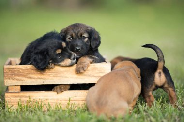 Çimlerin üzerinde tahta bir sandıkta bir grup şirin köpek yavrusu.