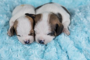 Köpekler battaniyenin üzerinde uyur.