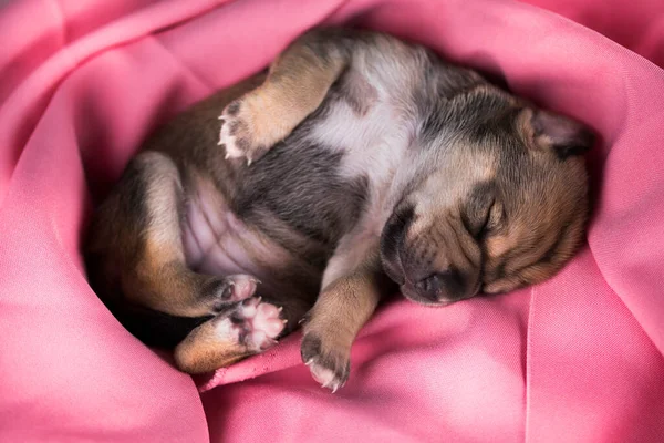 Dog Sleeps Een Roze Deken — Stockfoto
