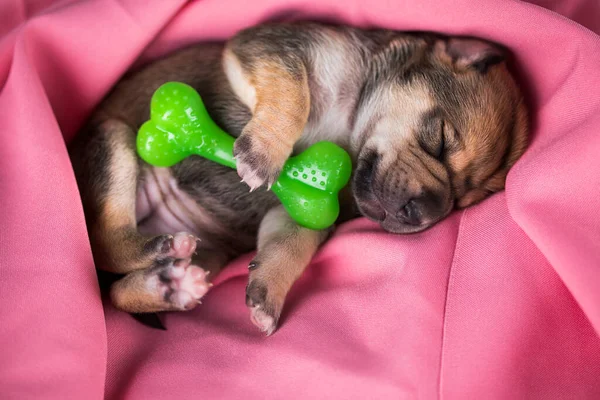 Liten Hund Sover Med Ett Gummiben Rosa Filt — Stockfoto