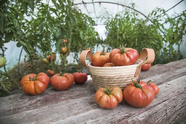 Gemüse Tomaten Auf Dem Schreibtisch Garten — Stockfoto