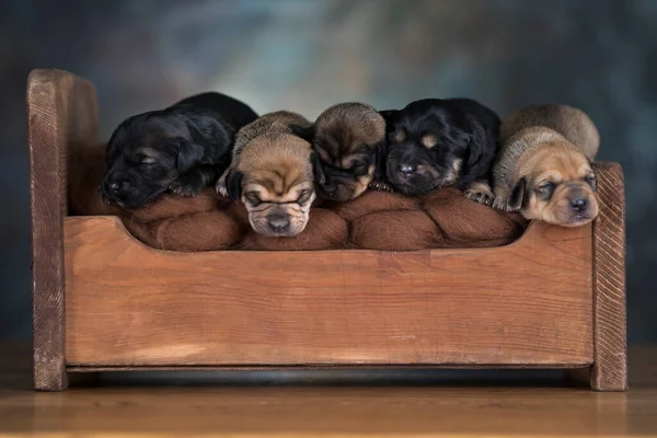Hundar Sover Liten Träsäng — Stockfoto