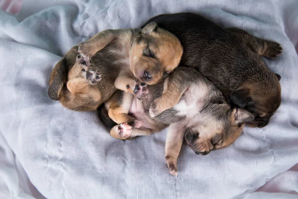Köpekler Uyuyor Hayvanlar Konsepti — Stok fotoğraf