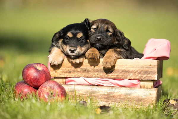 stock image Two dog in a wooden crate on the grass