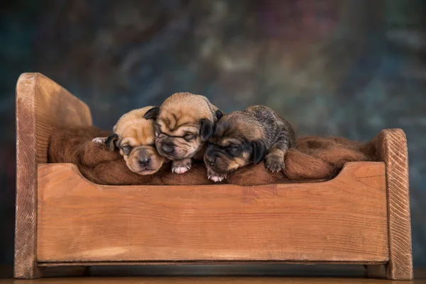 Hundarna Sover Träsäng — Stockfoto