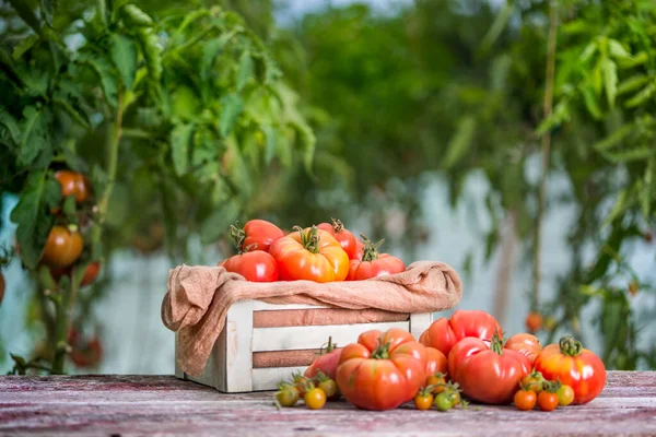 Fresh Tomatoes Wooden Crate — Stock Photo, Image
