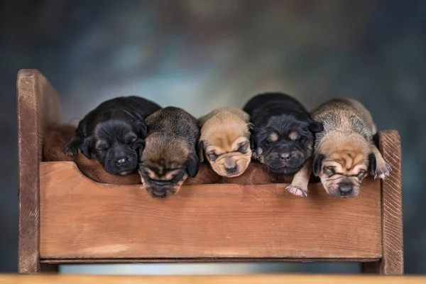 Cachorros Durmiendo Cama — Foto de Stock