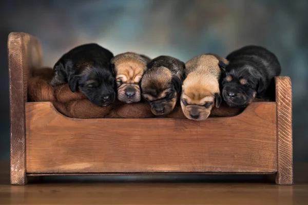 Σκυλιά Κοιμούνται Ένα Μικρό Ξύλινο Κρεβάτι — Φωτογραφία Αρχείου