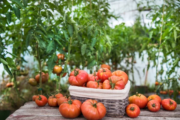 Alimentos Orgânicos Legumes Vermelhos Gratuitos Tomate — Fotografia de Stock