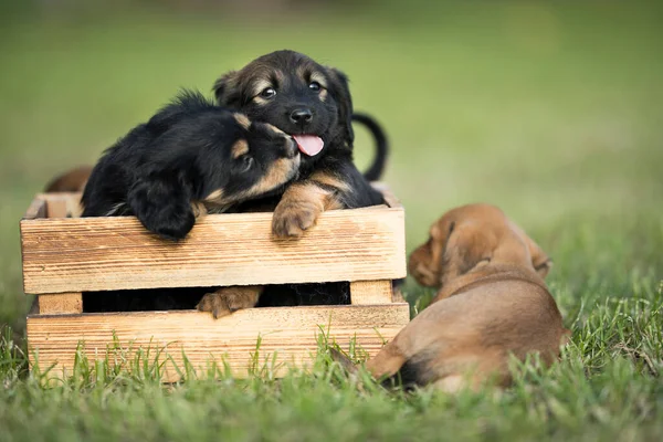 Zwei Hunde Einer Holzkiste Gras — Stockfoto