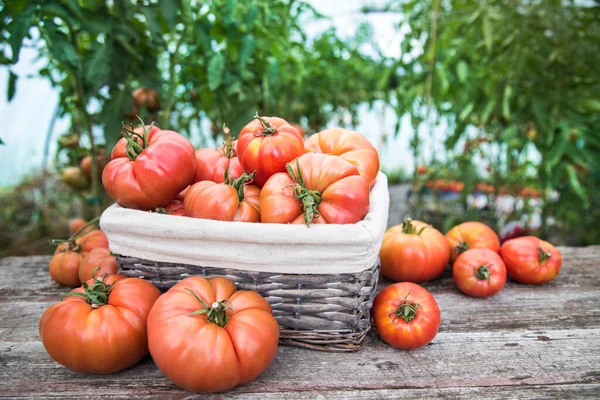 Ντομάτες Φυτικός Κήπος Βιολογικά Προϊόντα — Φωτογραφία Αρχείου
