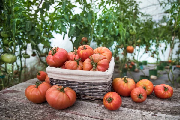 Tomaten Gemüsegarten Bioprodukte — Stockfoto