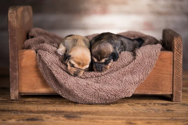 Pequeño Cachorro Crianza Durmiendo — Foto de Stock
