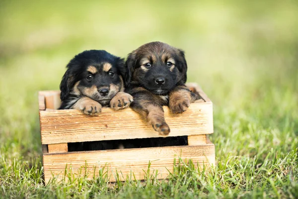 Cute Little Two Dogs Wooden Crate Grass — Stock Photo, Image