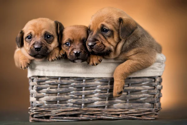 바구니에 강아지들 — 스톡 사진