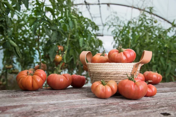 Ekologisk Mat Gratis Röda Grönsaker Tomat — Stockfoto