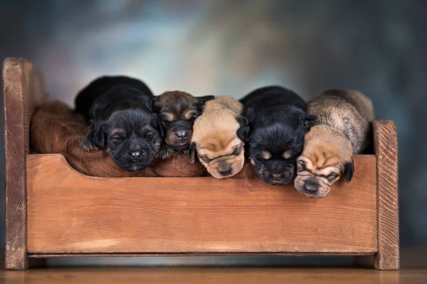 Psy Śpią Drewnianym Łóżku — Zdjęcie stockowe